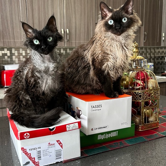 NWT BabyPhat Suede Jacket **SUPER RARE** - Picture 15 of 15